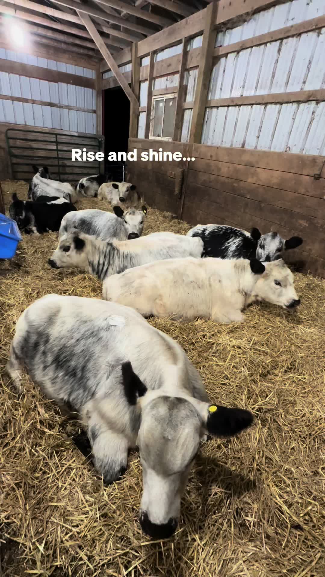 @Speckle Park Cattle