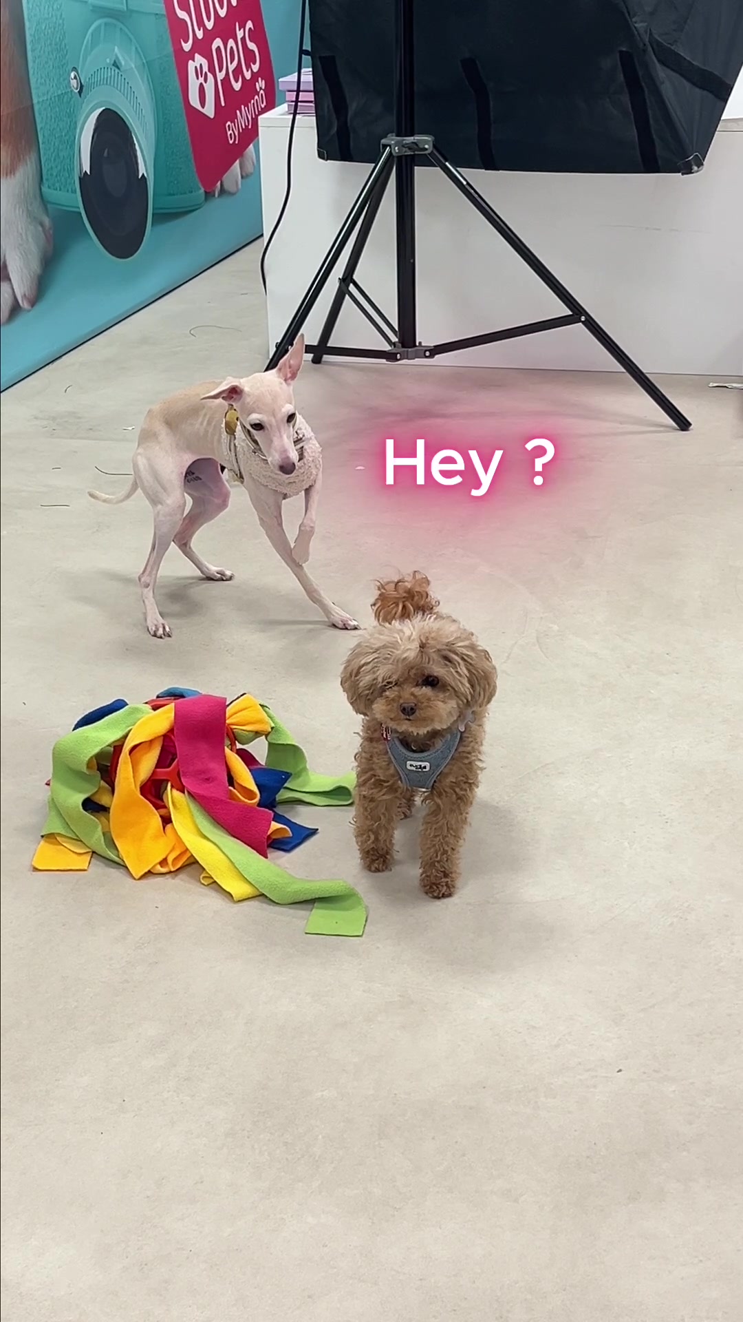 @Studio Pets