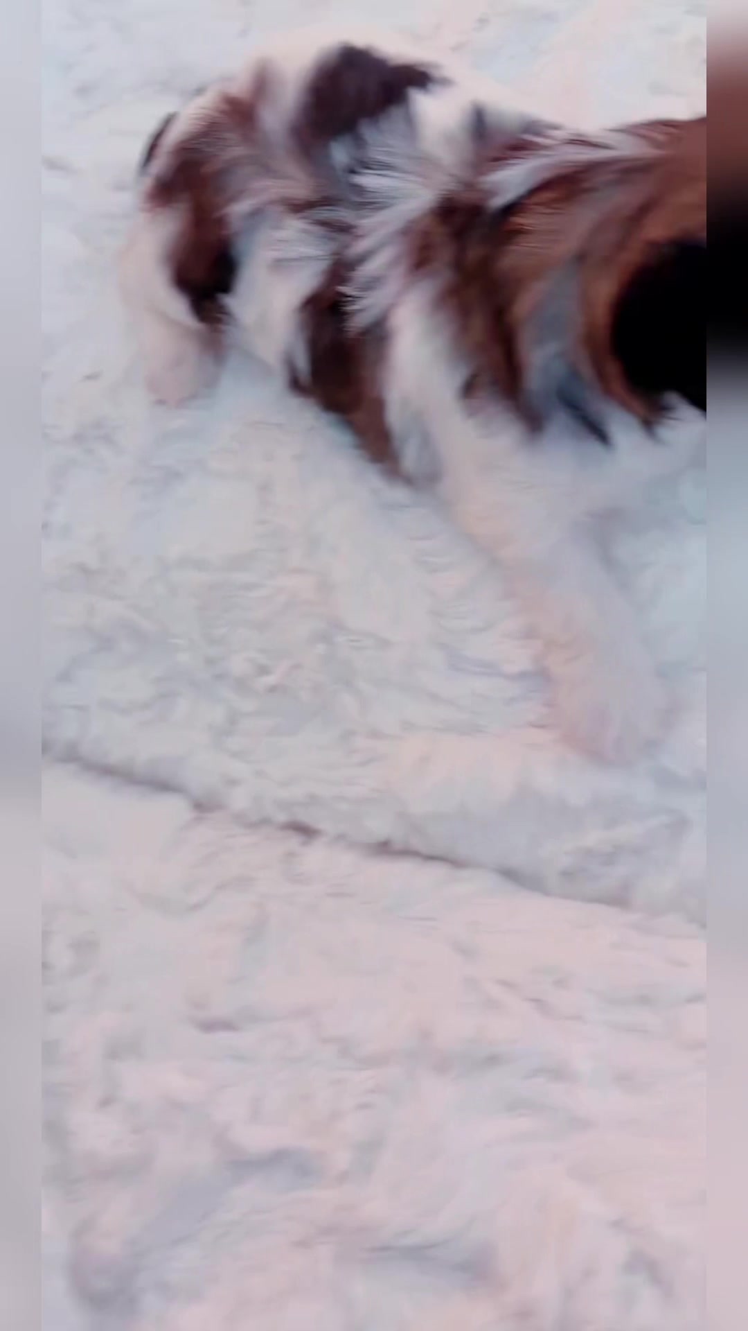 @SHIHTZU SOIRÉE
