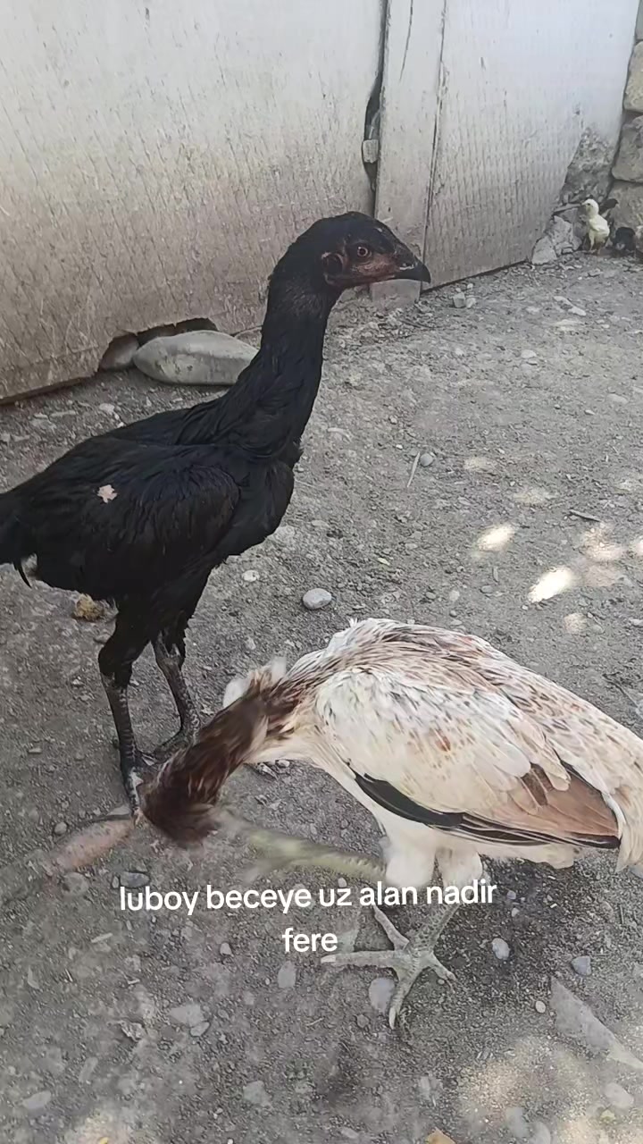 @HERATİ SATİŞİ