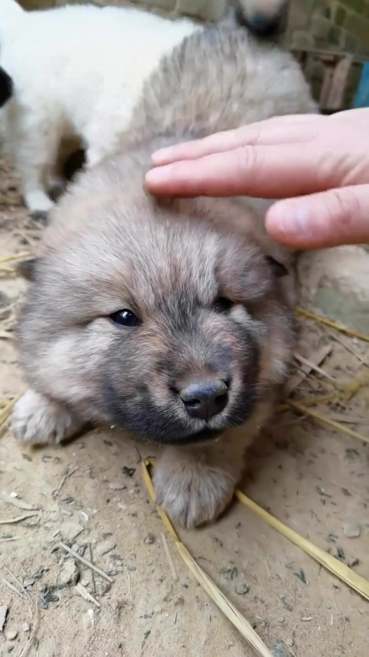@MeowWoofMoments