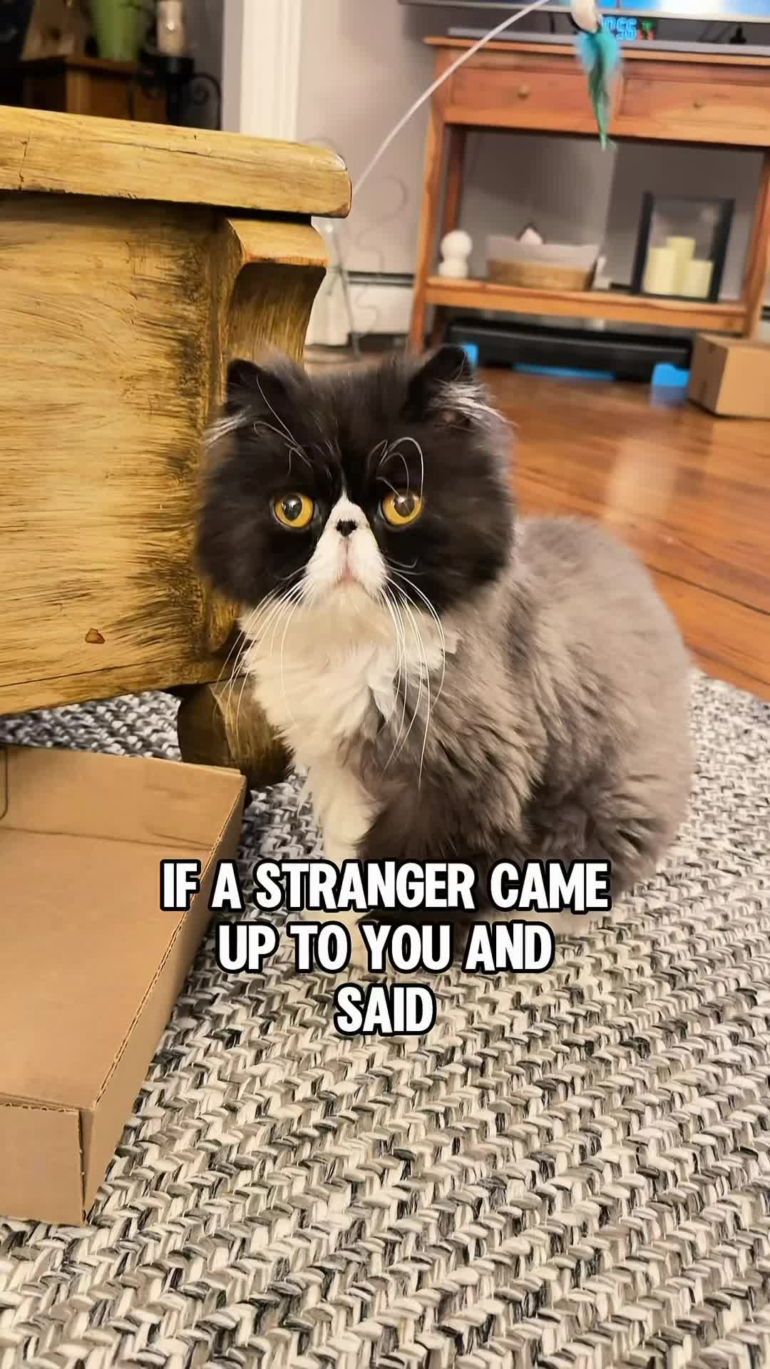 @Walter Bishop The Cat