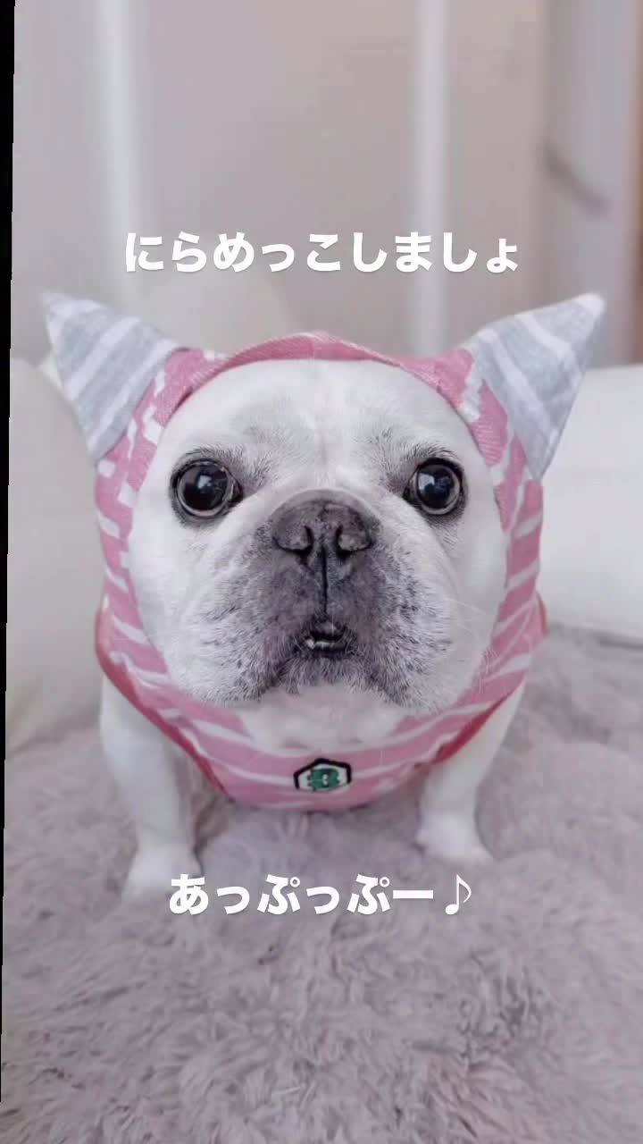 @フレンチブルドッグのPorco(ポルコ)🐷