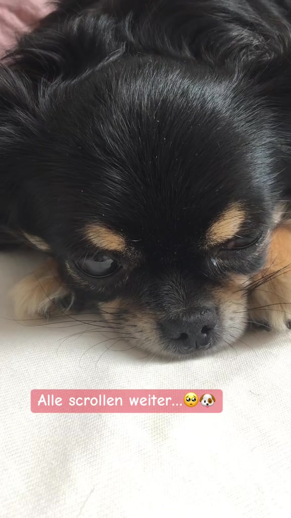 @Flower 🐾❤️