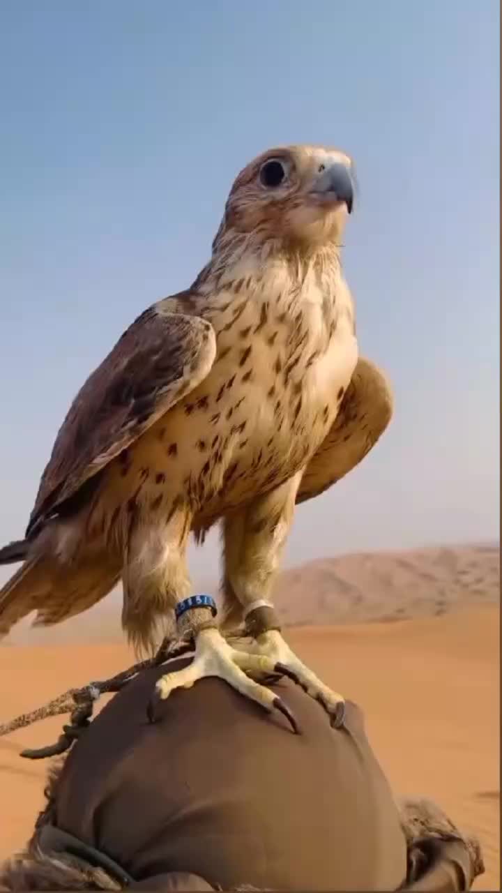 @Dubai girls