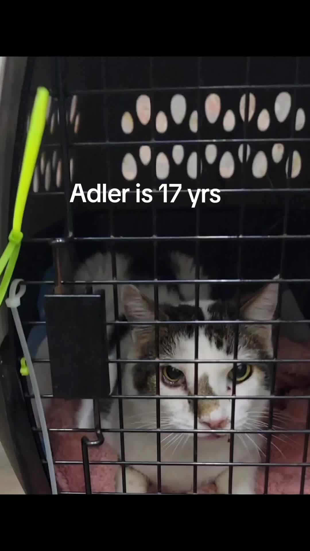 @No More Sad Kitties