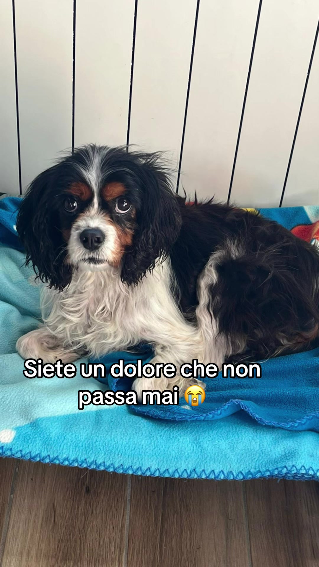 @Tanya Volontaria Animalista
