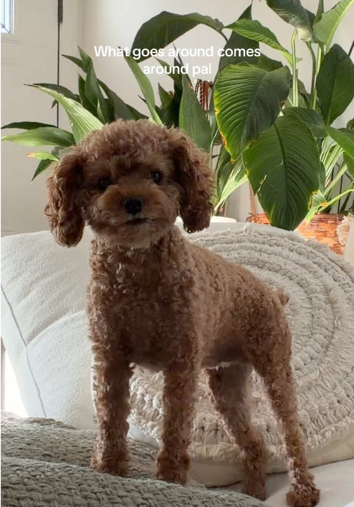 @enzoprincethepup