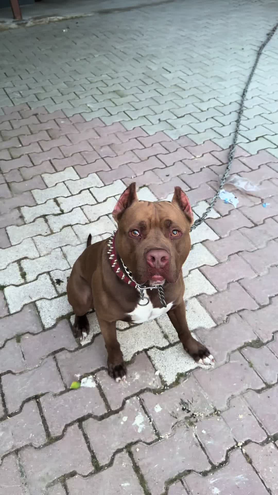 @BARUTBEYY🐶