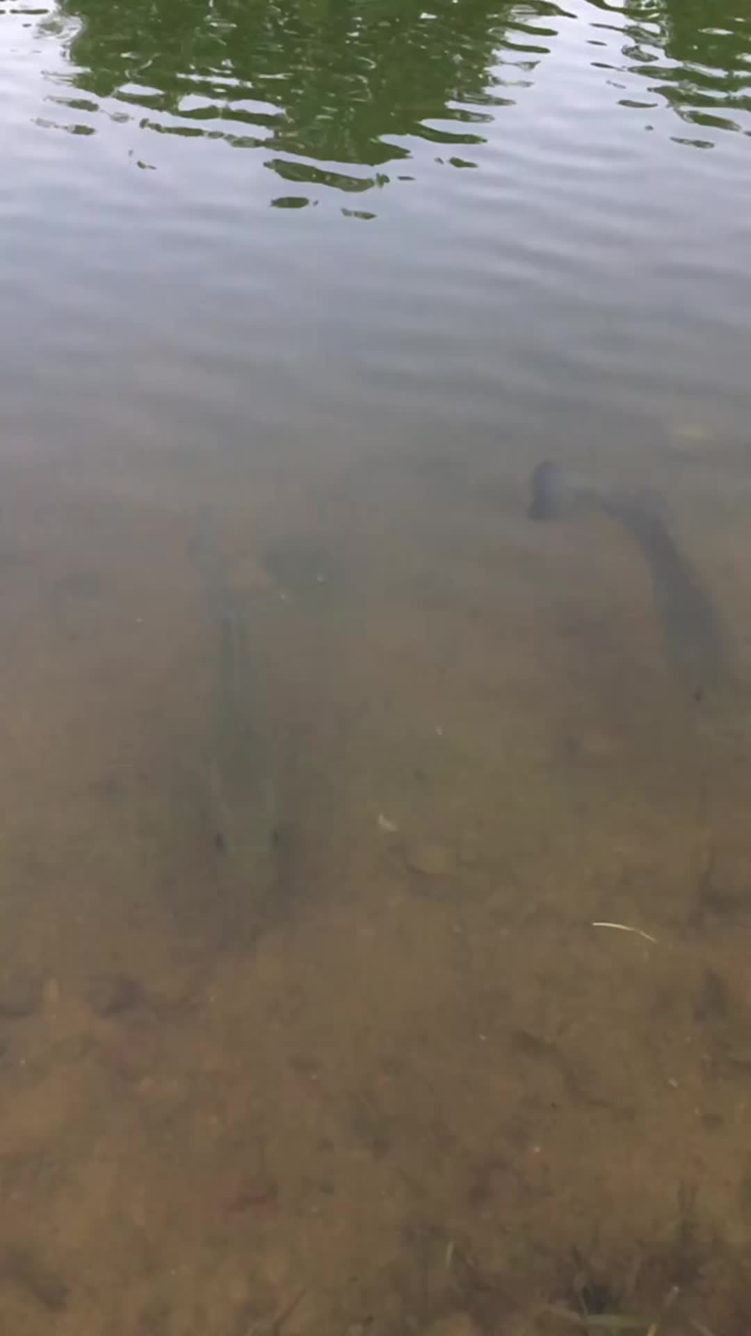 @Bassfeeder