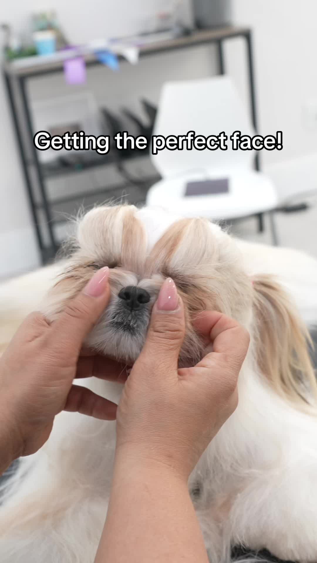 @NorCal Grooming Academy