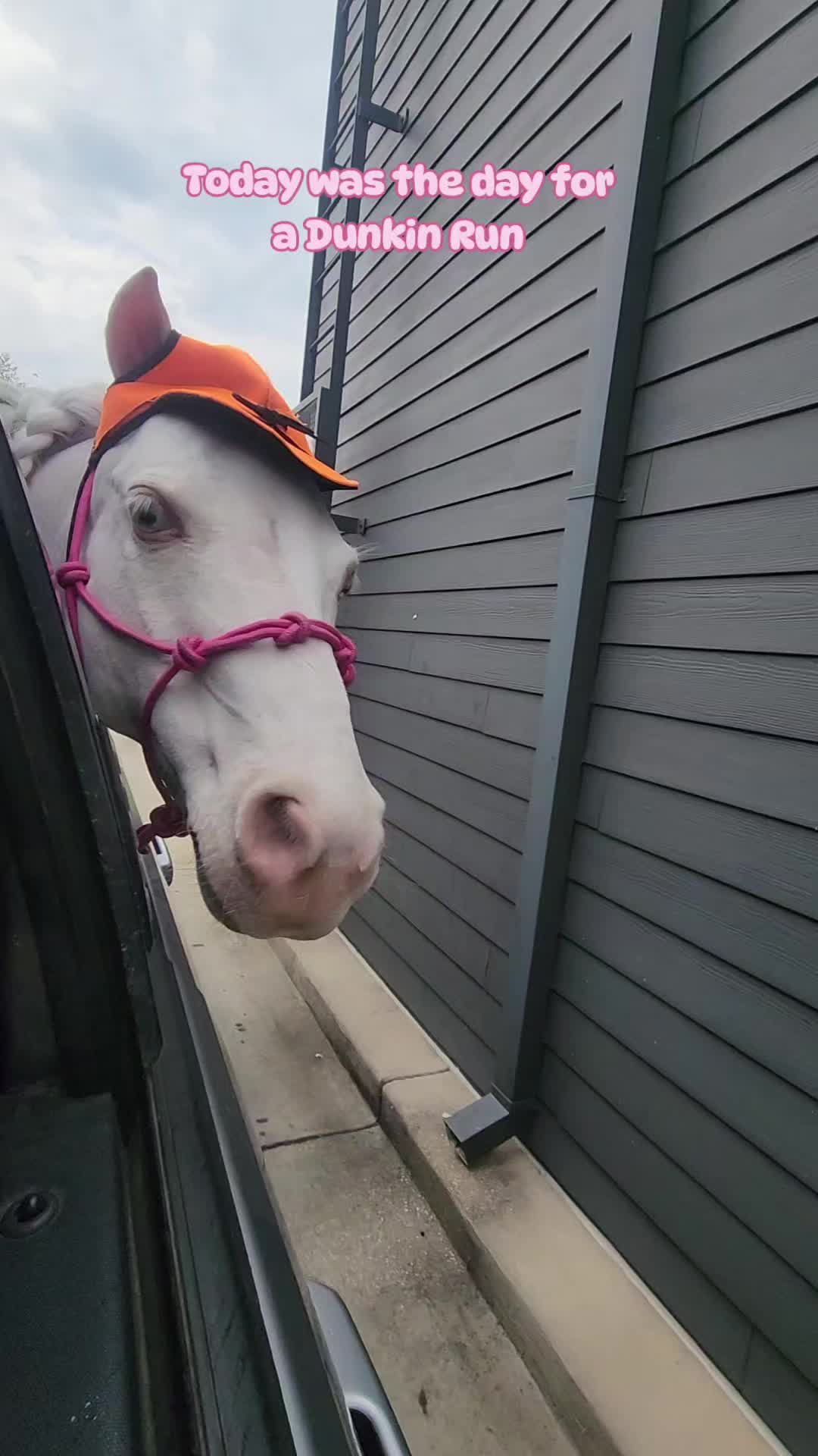@minihorsemomandtrainer🐴🐴🐴🐴