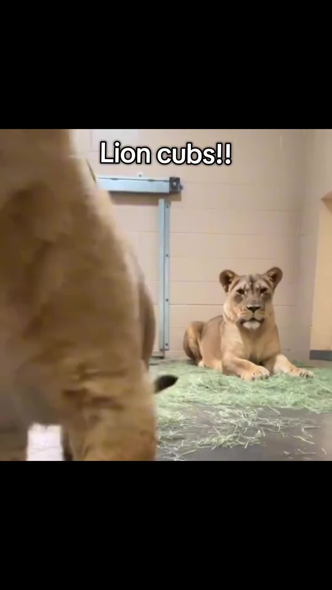 @tigress.empress_nnq