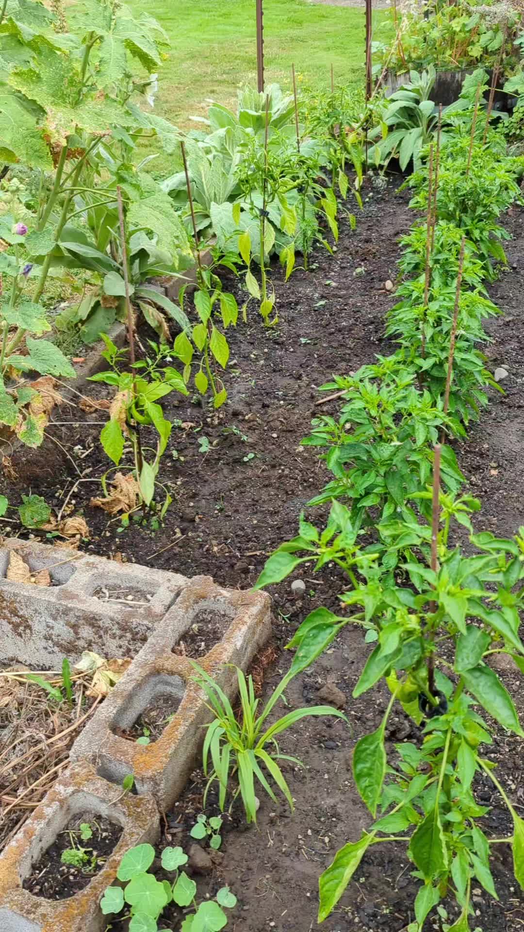 @Crappy Gardener