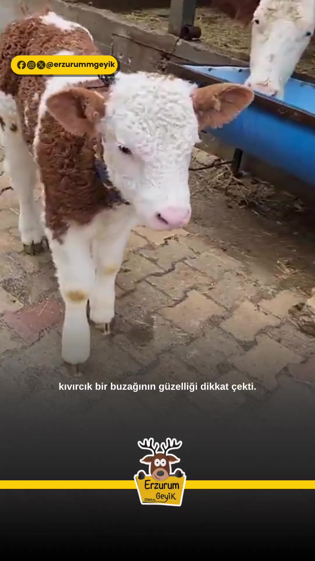 @Muğla Geyik