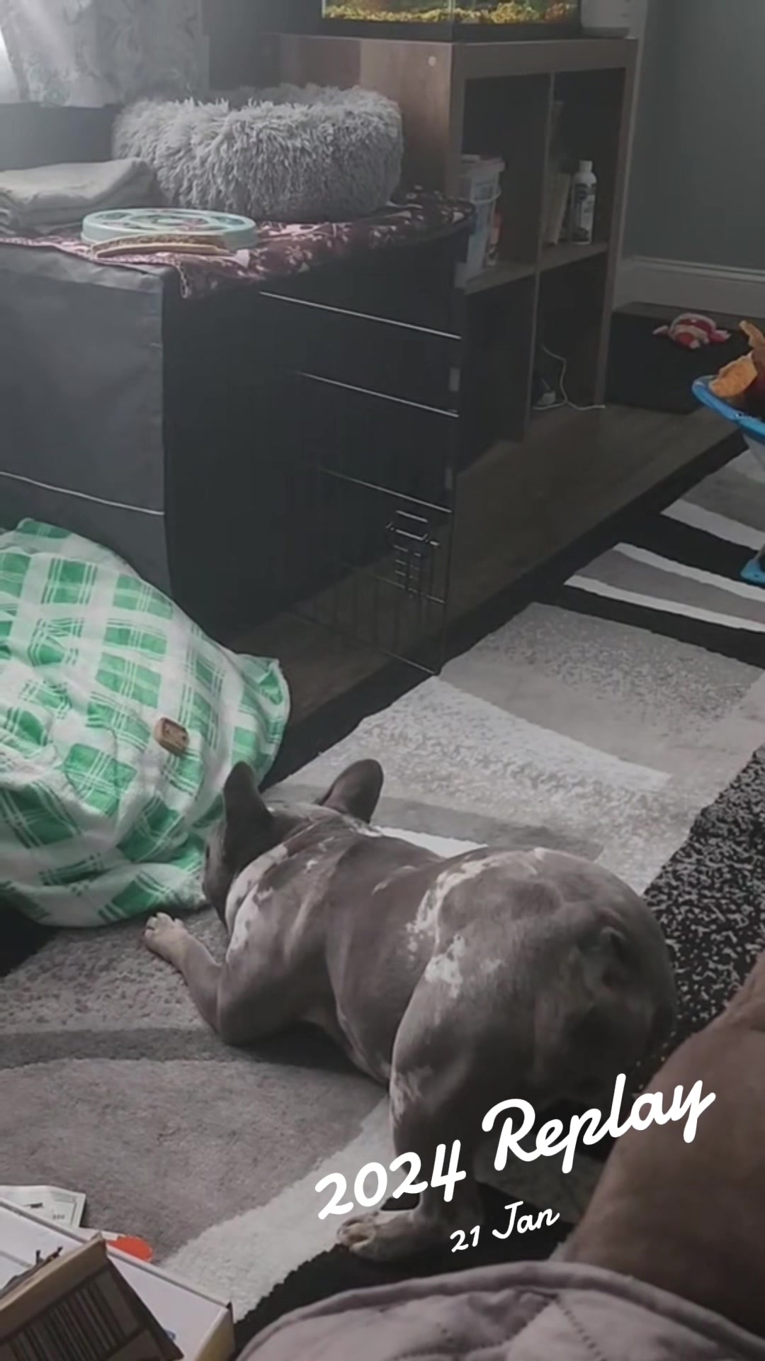 @Dexter207Frenchie