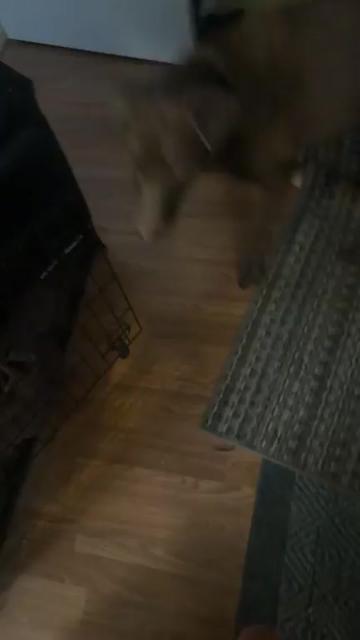 @🐈⬛🐈Nicole🦮🐕🦺