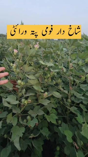 @Zulqarnain chattha