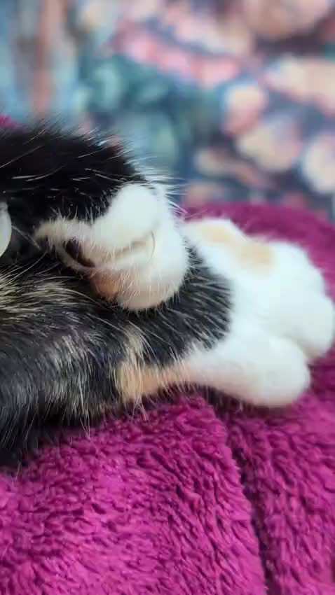 @Glossop Cat Rescue
