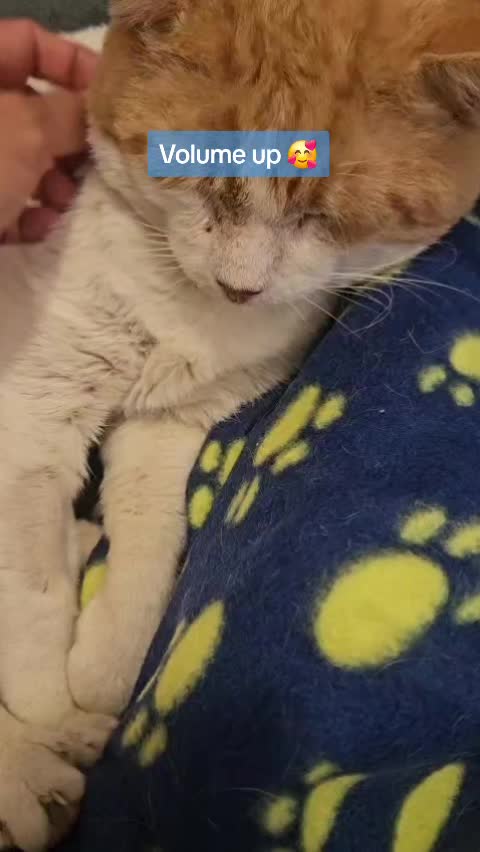@Glossop Cat Rescue