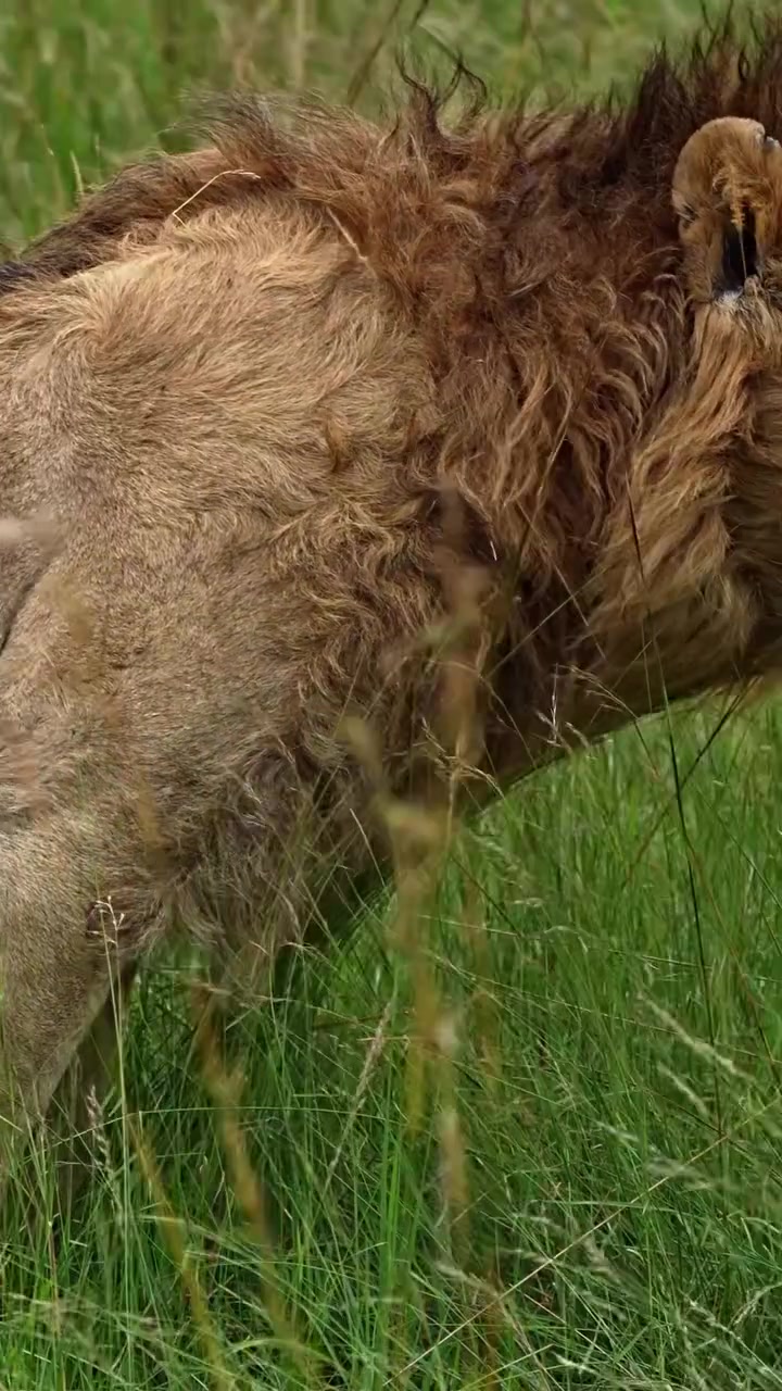 @lion_world5