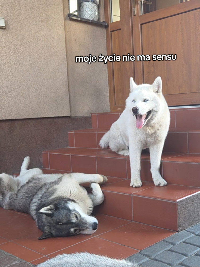@husky.ananaski
