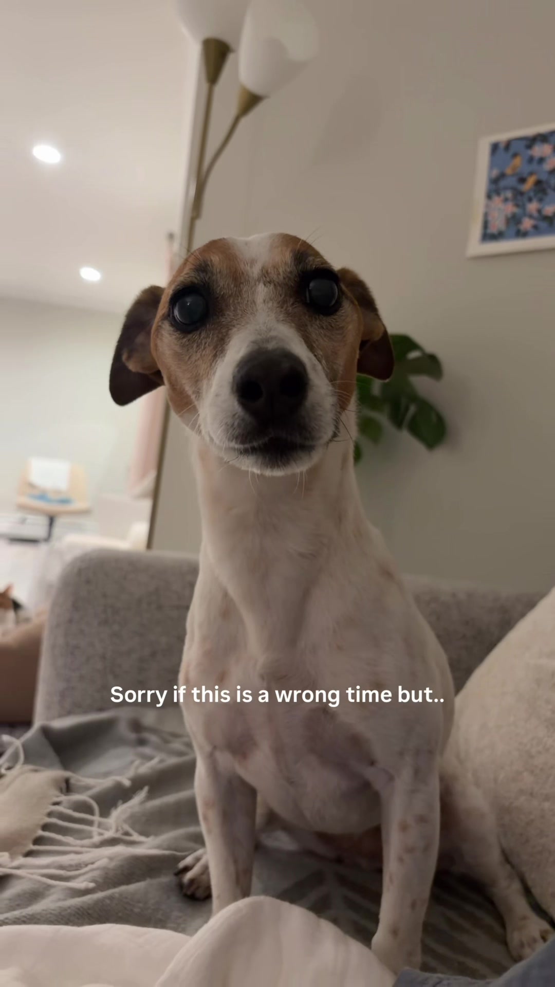 @Miyopet