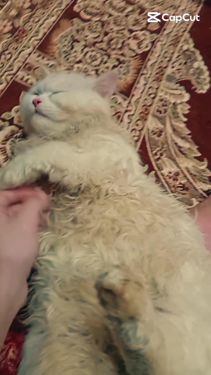@C̆a𝔱𝔰 𝔴𝔦𝔱𝔥 N̆̈𝔬𝔬r̆̈❤️