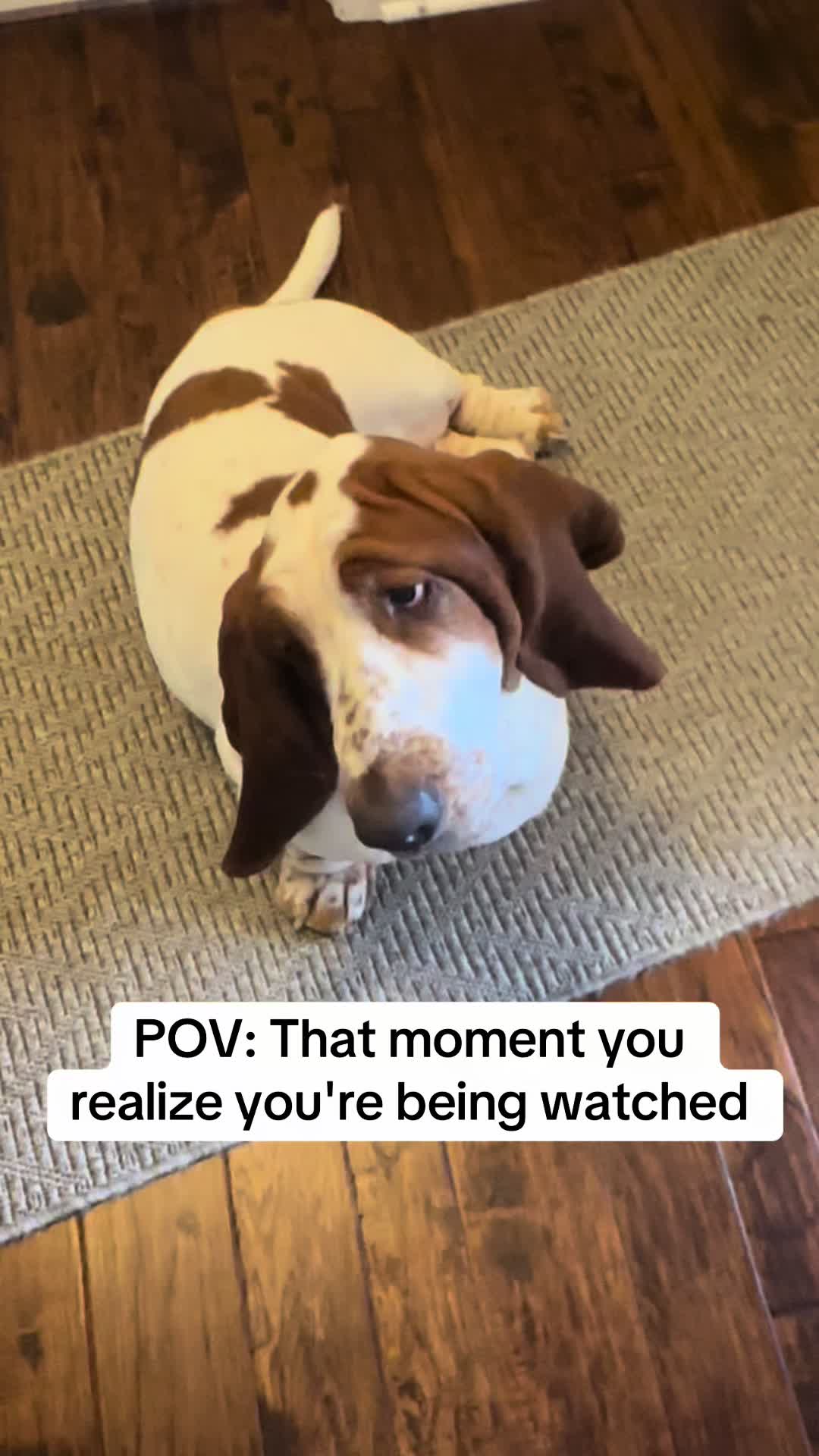 @Lisa 🐾🐶