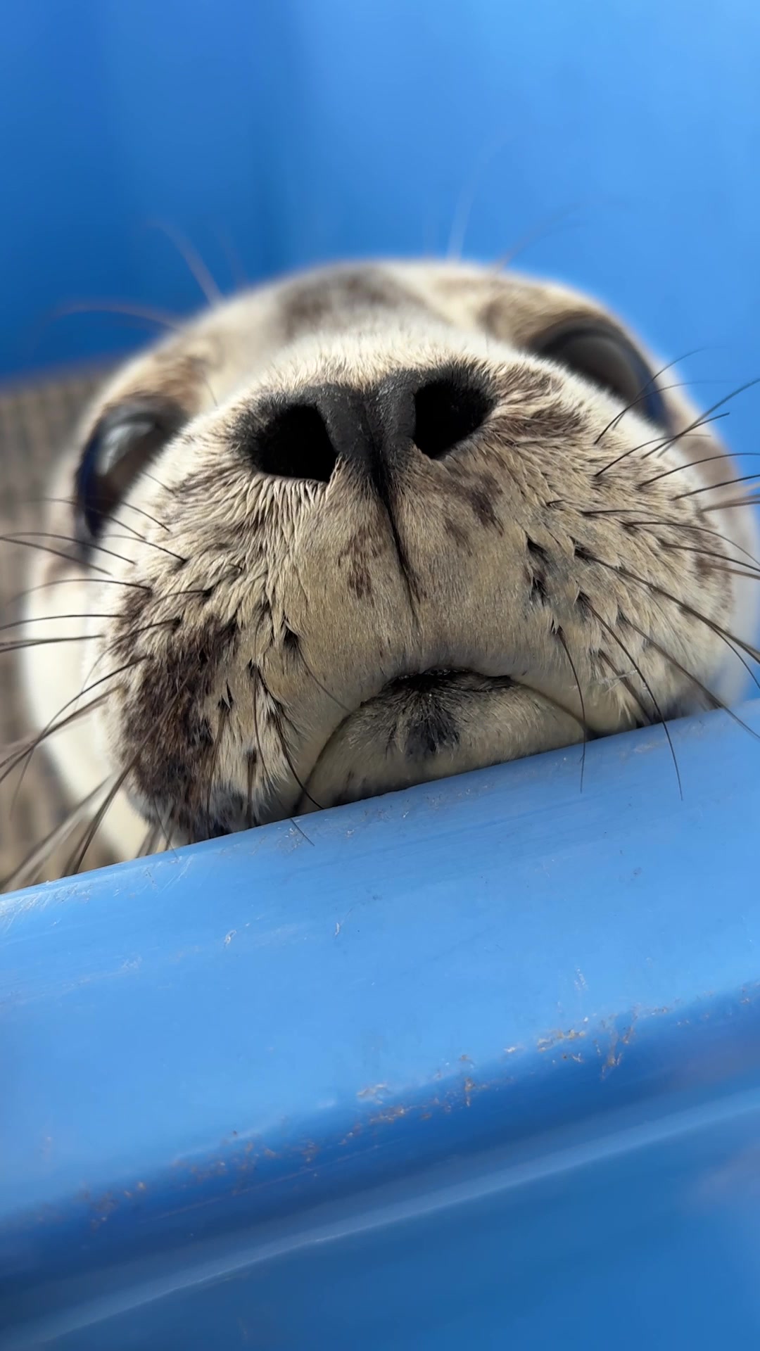 @Marine Mammal Rescue Society