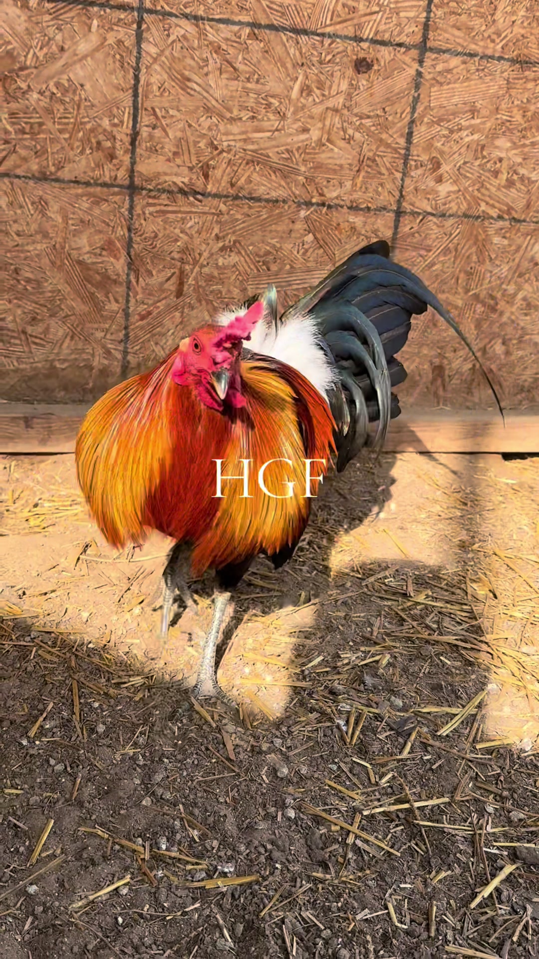 @H Gamefarm🔸