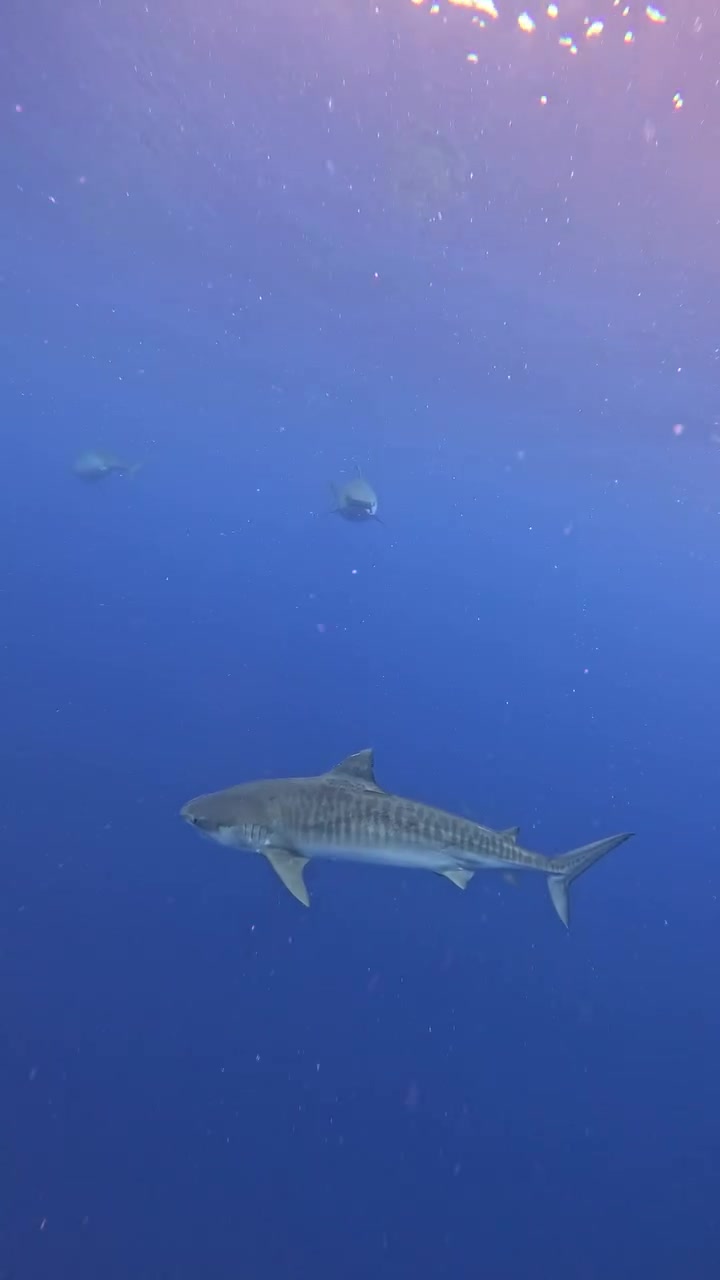 @Ocean Ramsey Sharks