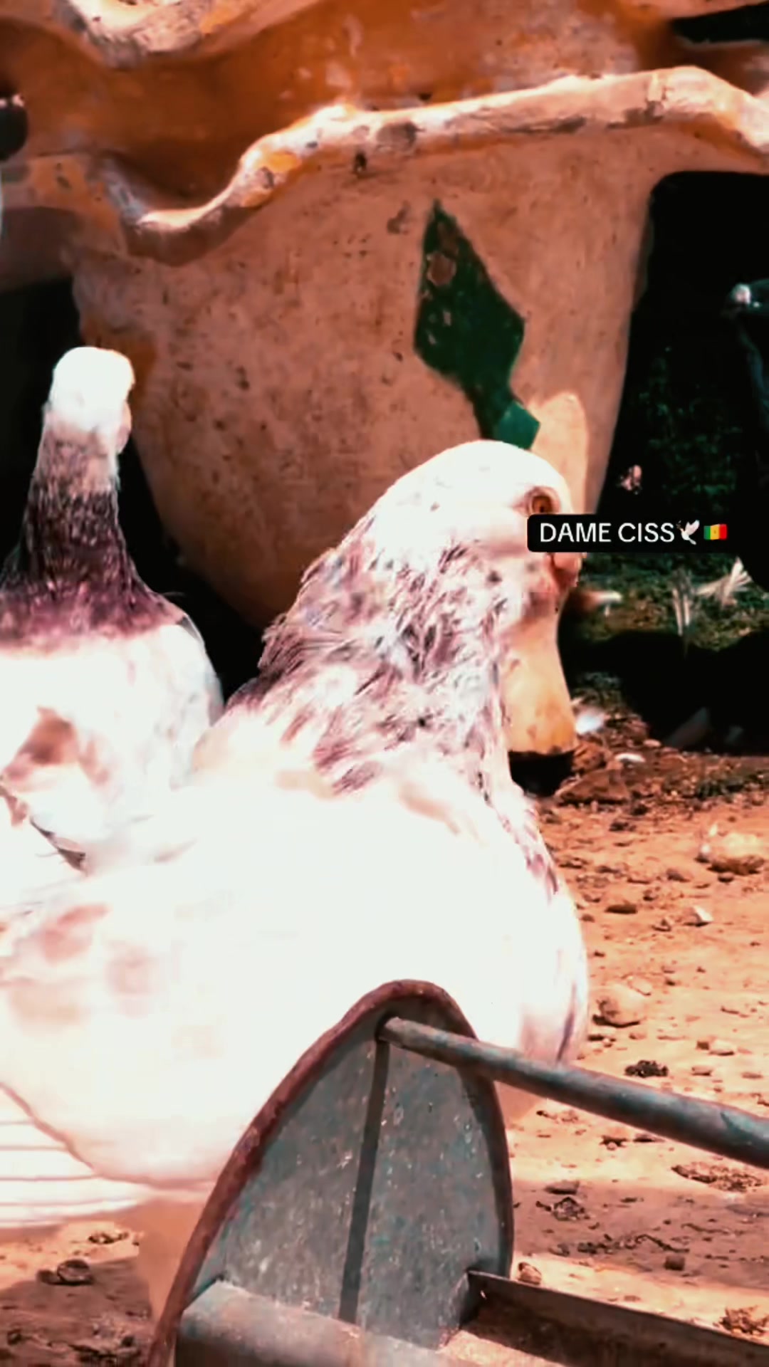 @DAME CISS🕊️🇸🇳