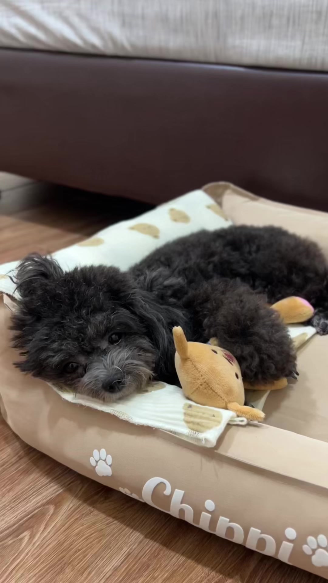 @chippi the poochon
