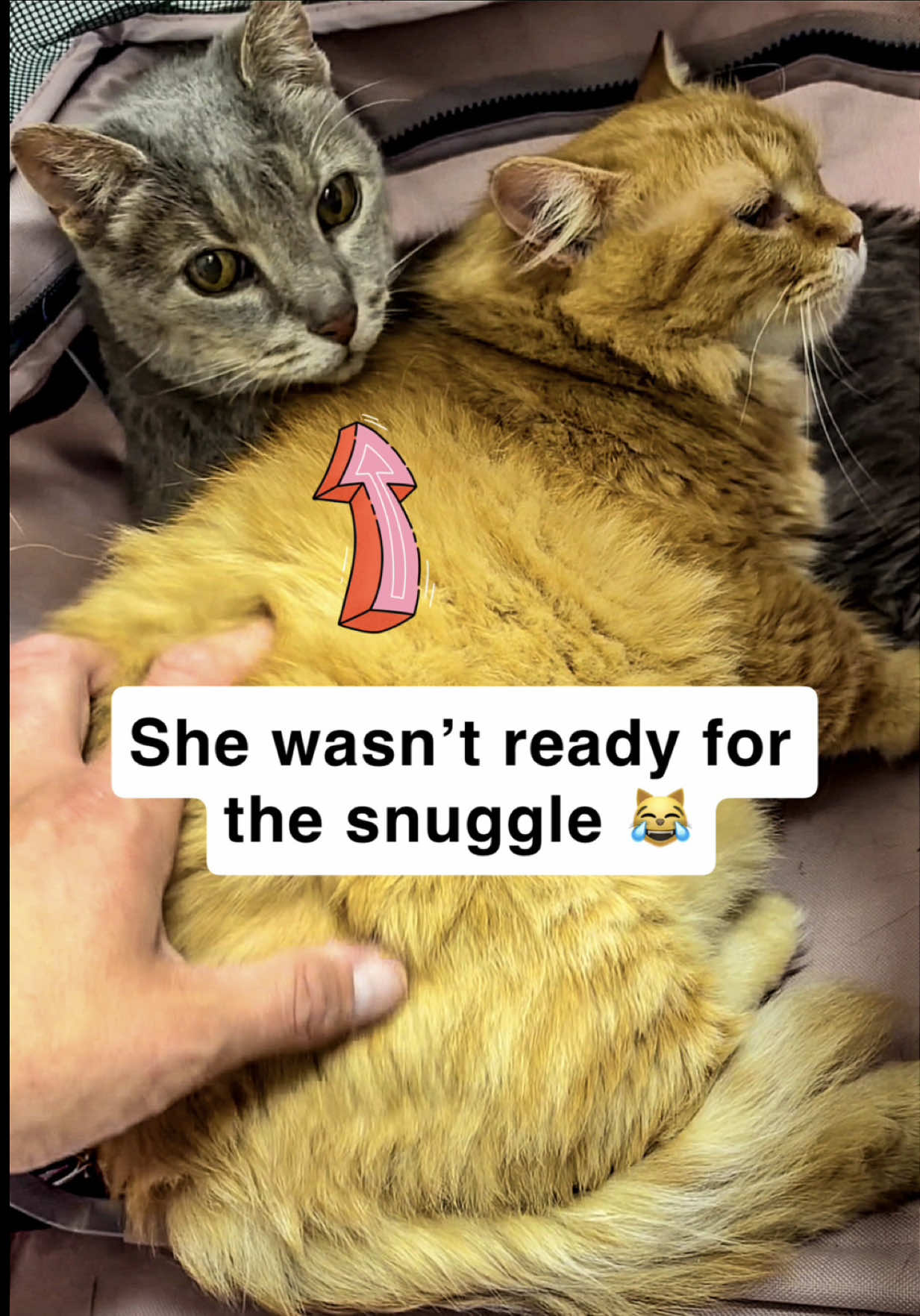@first class whiskers