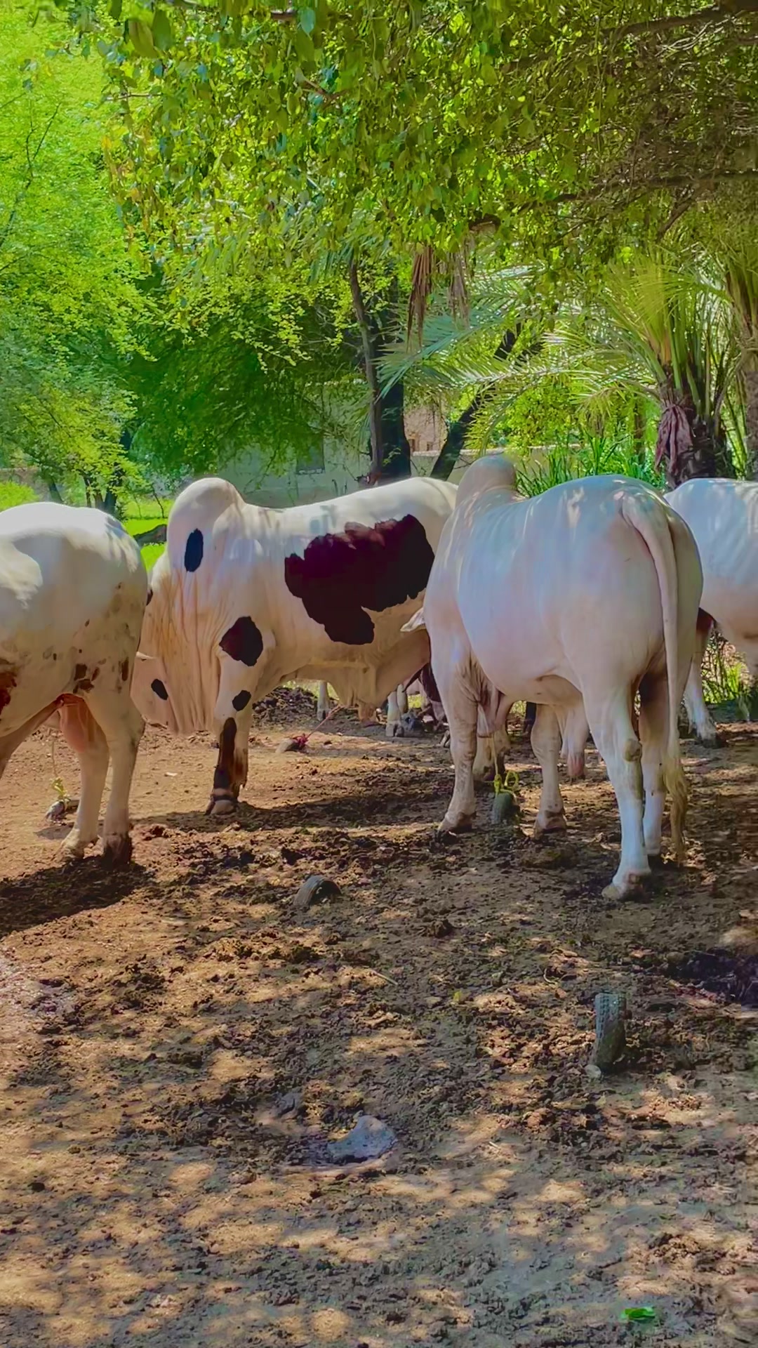 @Ustad Jee Cattle Farm