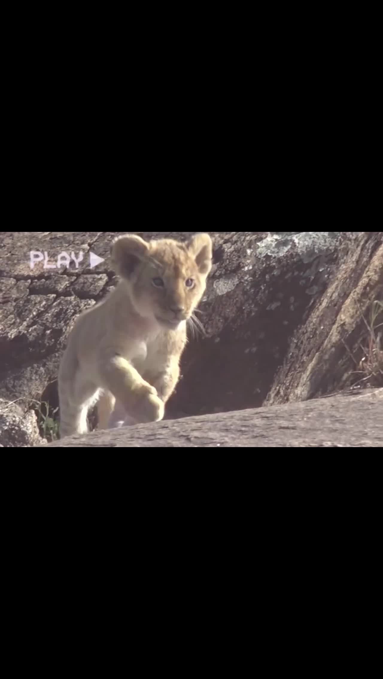 @lion_world5