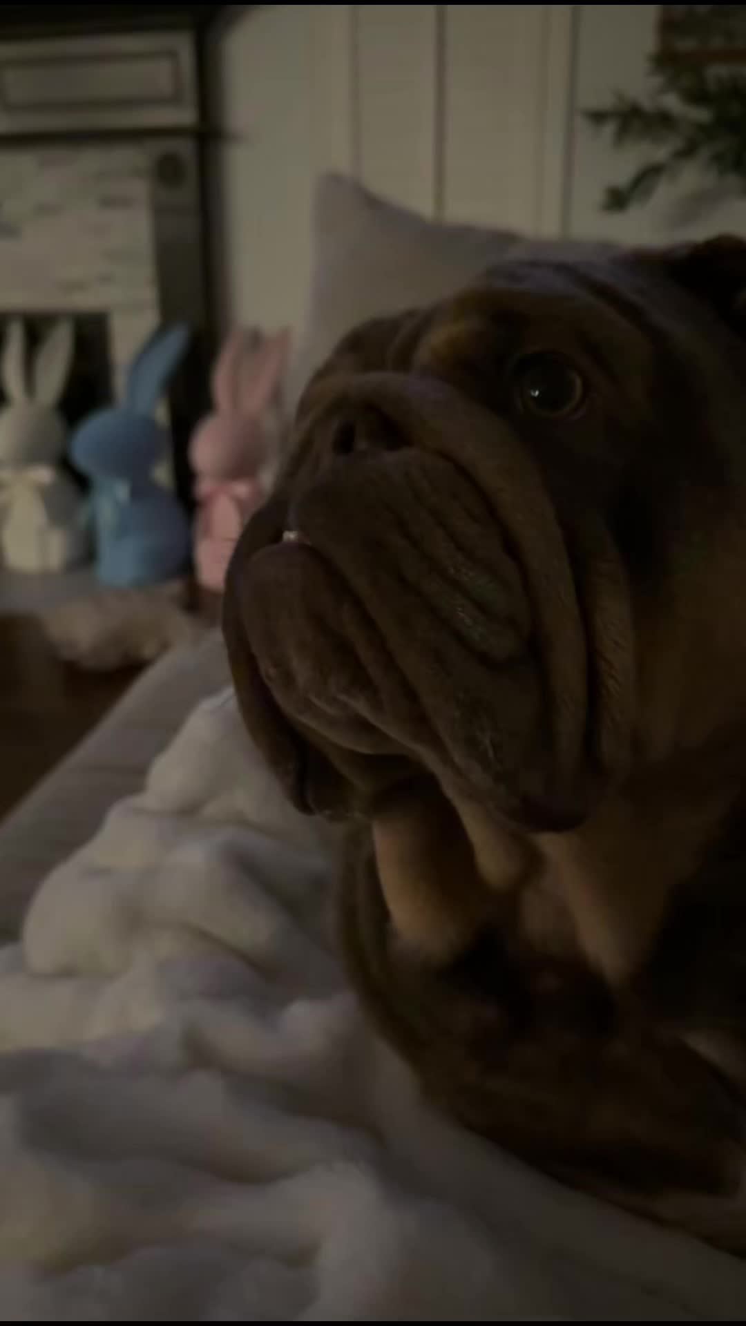 @RawlsTheBulldog
