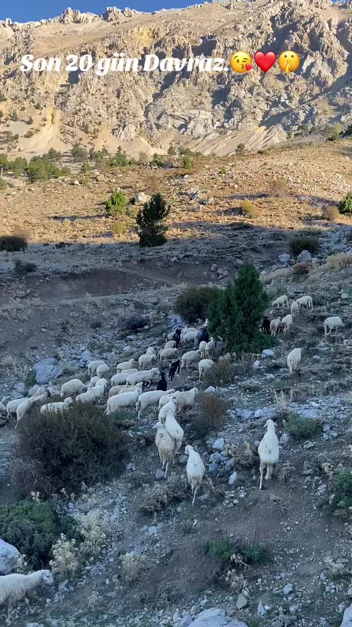 @Sarıtaş