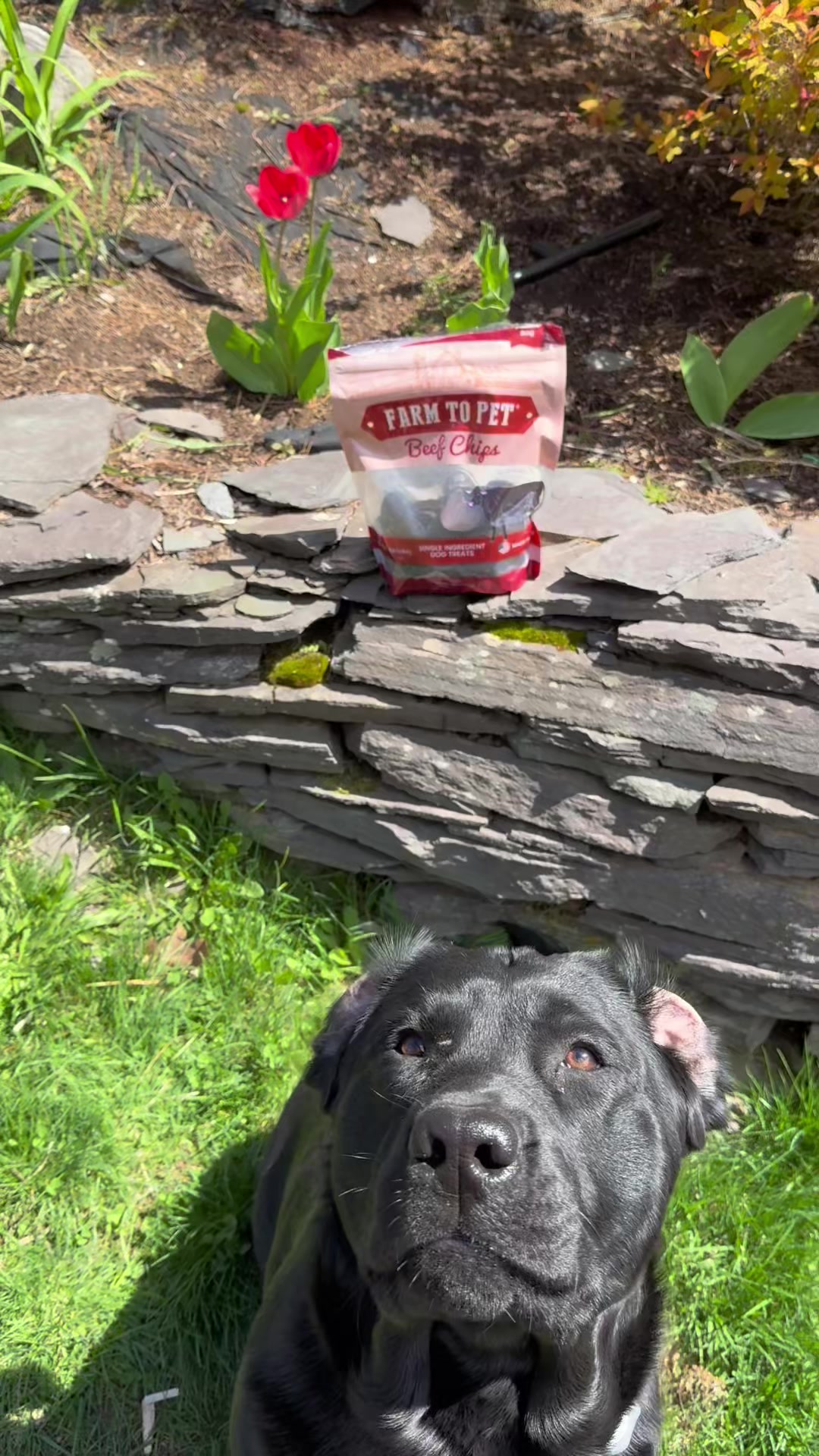 @DennisTheBlackLab