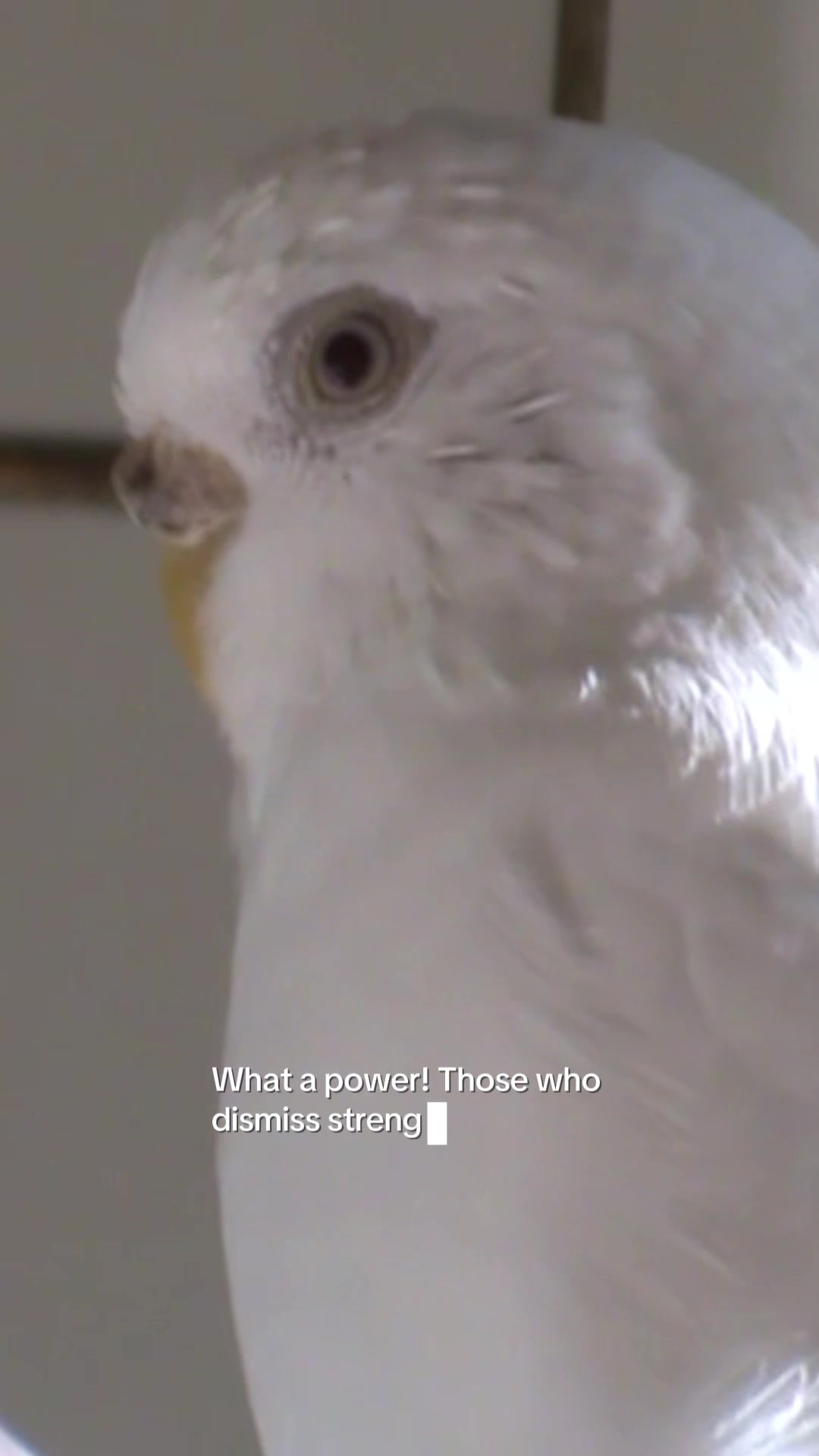 @queenfrequency