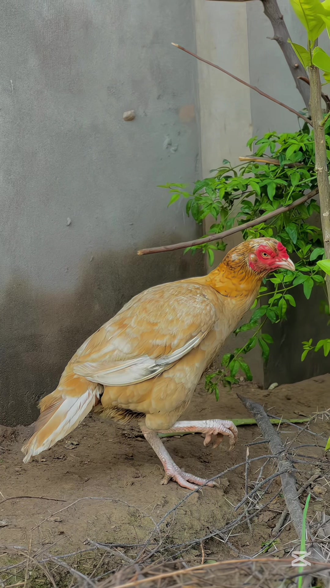 @علی خان اصیل