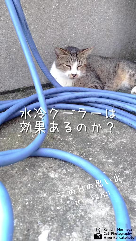 @猫写真家 森永健一