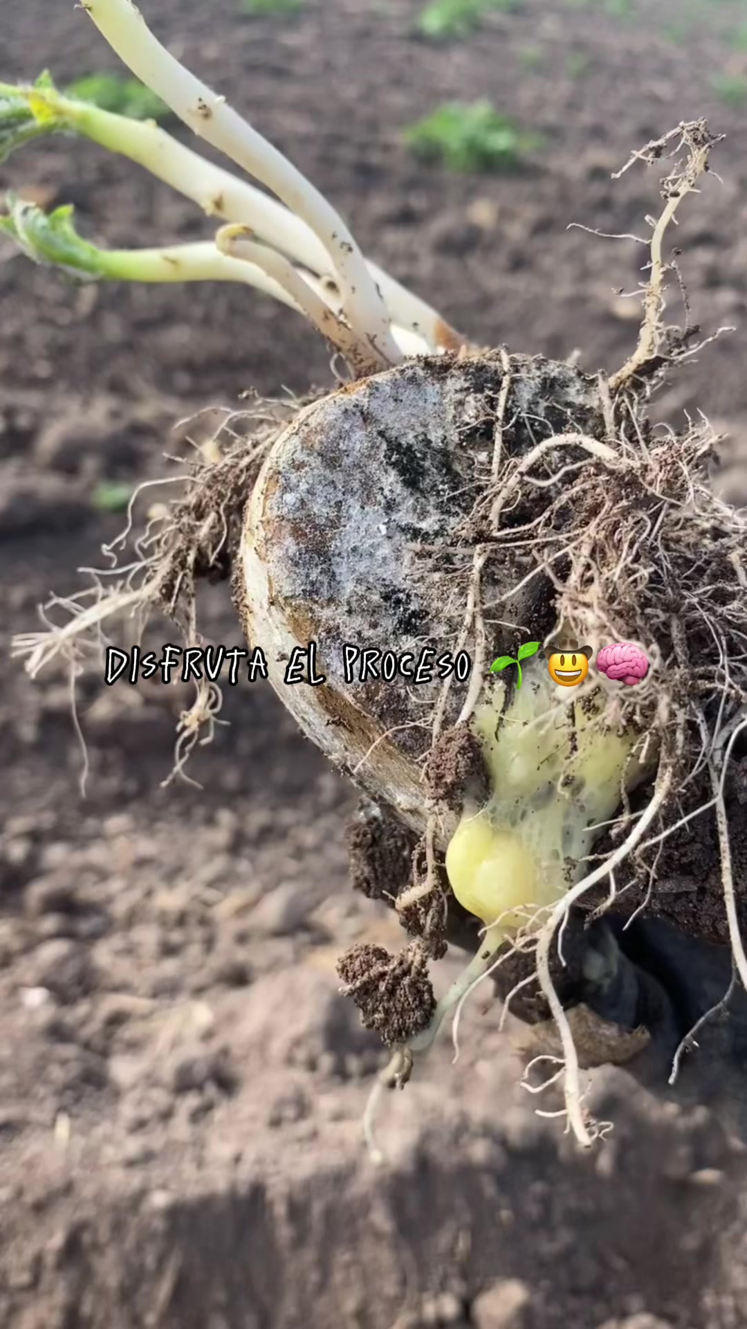 @agroboy_mx