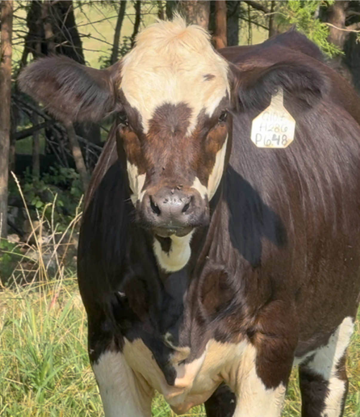 @Massey Land & Cattle