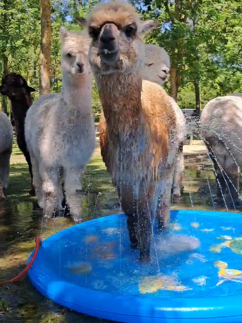 @Dierenpark Hoenderdaell