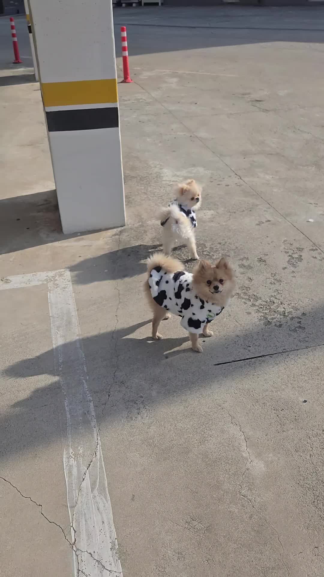 @쿠루마