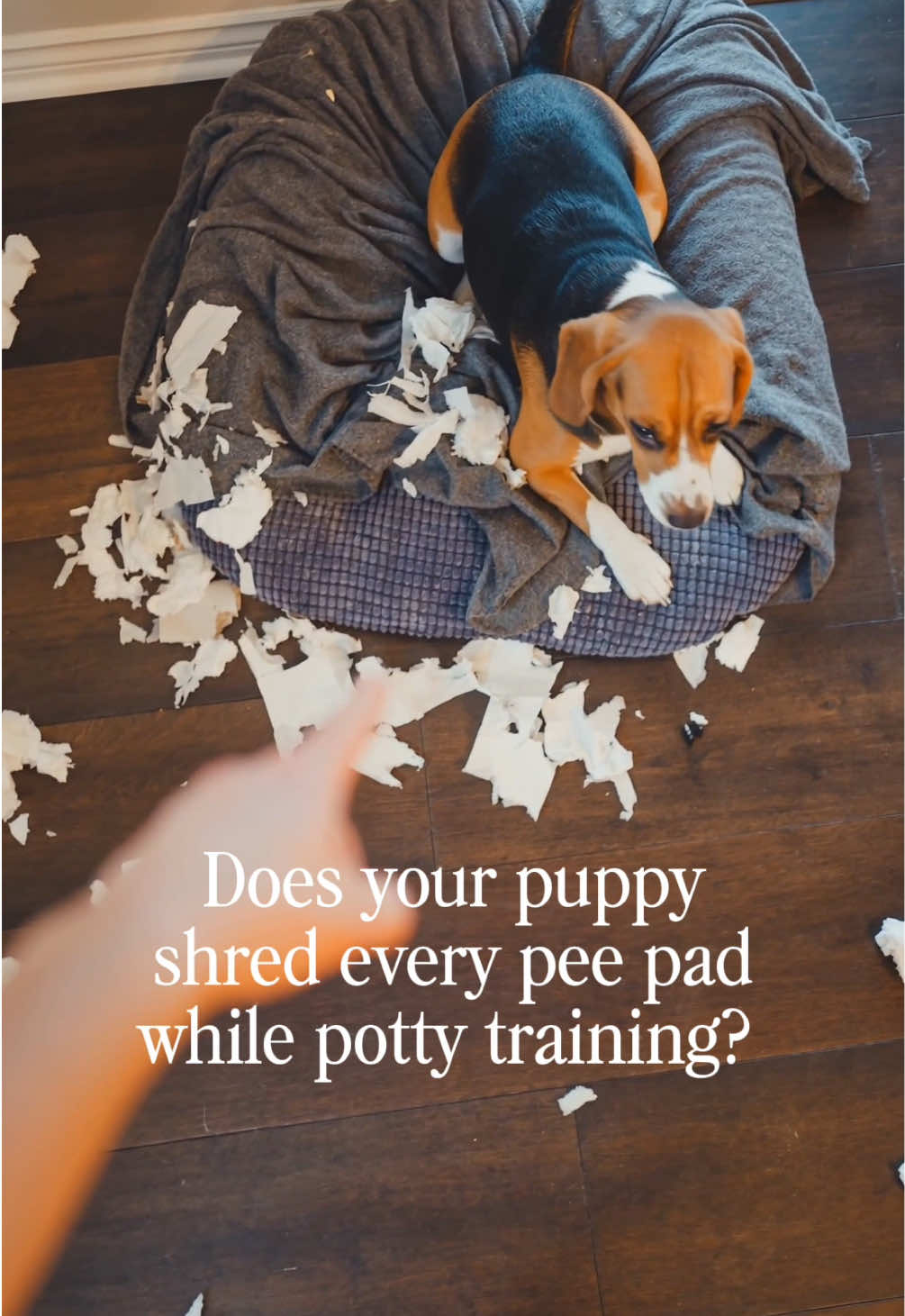@Lovewag Pets