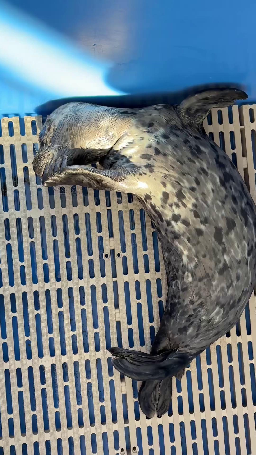 @Marine Mammal Rescue Society