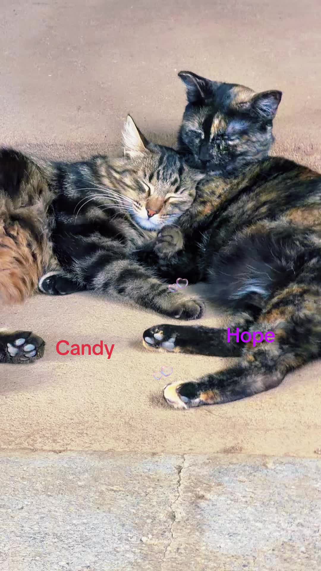 @Amri Gatitos